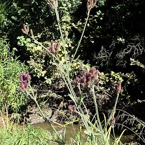 Verbena incompta unspecified picture