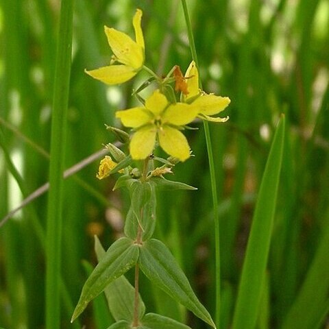 Lysimachia asperulifolia unspecified picture