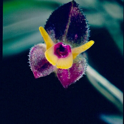 Lepanthopsis comet-halleyi unspecified picture