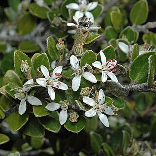 Nematolepis ovatifolia unspecified picture