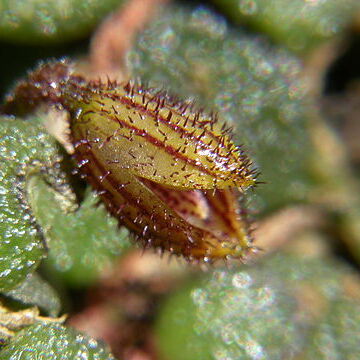 Phloeophila nummularia unspecified picture