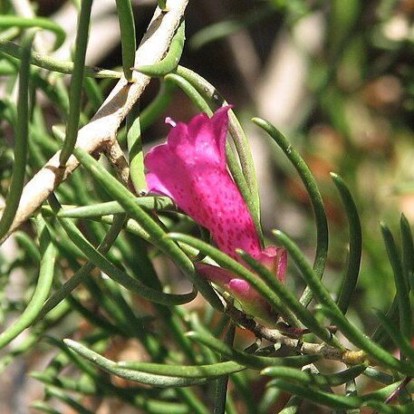 Eremophila alternifolia unspecified picture