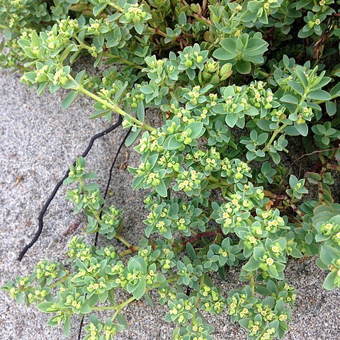 Euphorbia mesembryanthemifolia unspecified picture