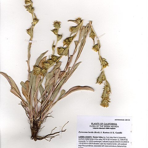 Pyrrocoma lucida unspecified picture