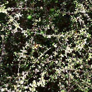 Olearia polita unspecified picture