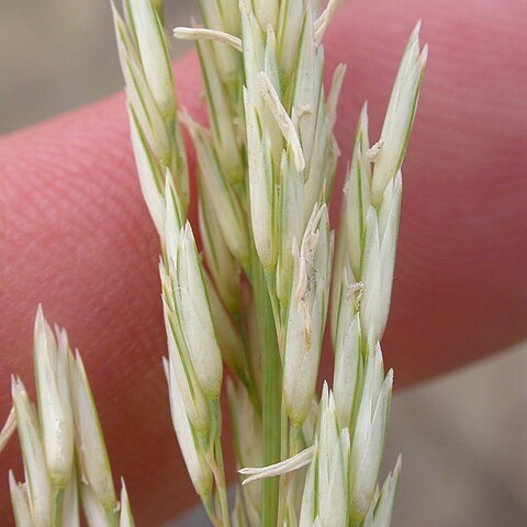 Calamovilfa longifolia unspecified picture