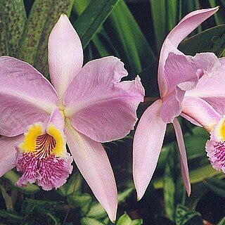 Cattleya lueddemanniana unspecified picture