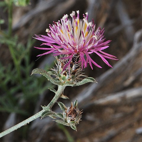 Centaurea ammocyanus unspecified picture