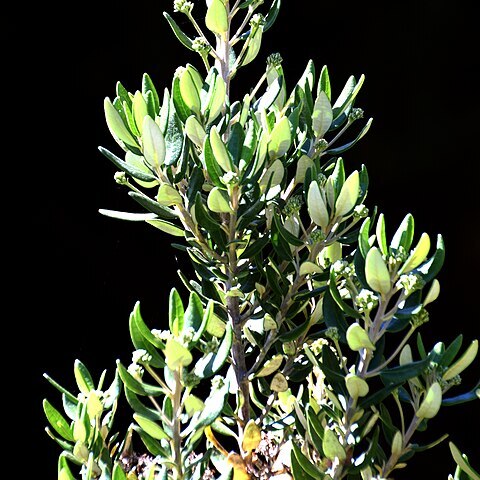 Olearia haastii unspecified picture