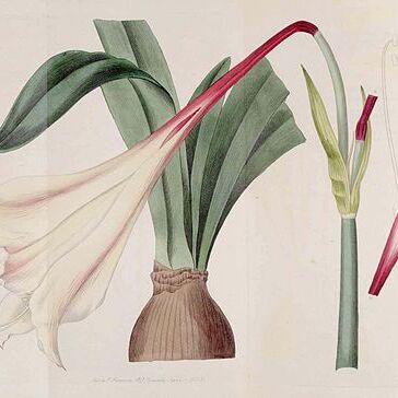 Hippeastrum elegans unspecified picture