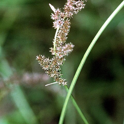 Carex decomposita unspecified picture