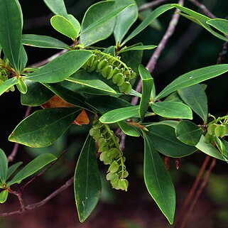 Cliftonia monophylla unspecified picture