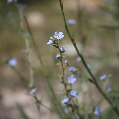 Myosotis lithospermifolia unspecified picture