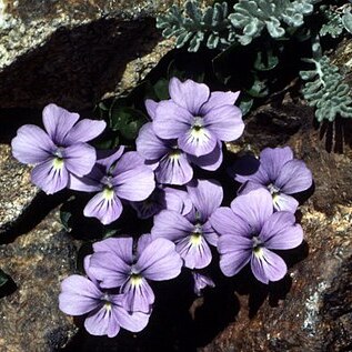 Viola nummulariifolia unspecified picture