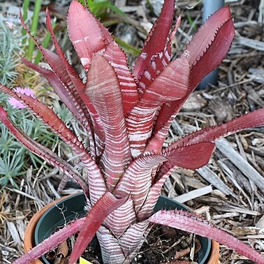 Aechmea phanerophlebia unspecified picture