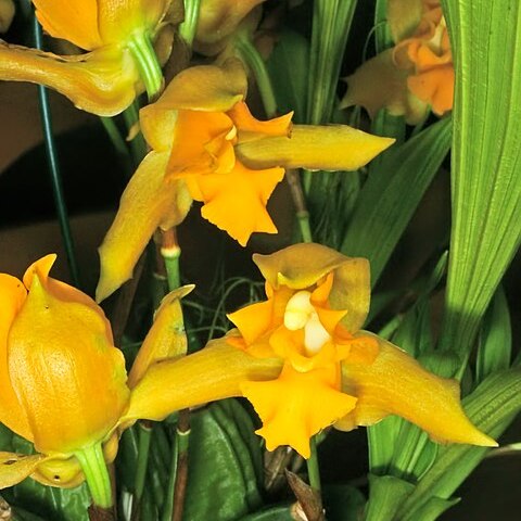 Lycaste consobrina unspecified picture