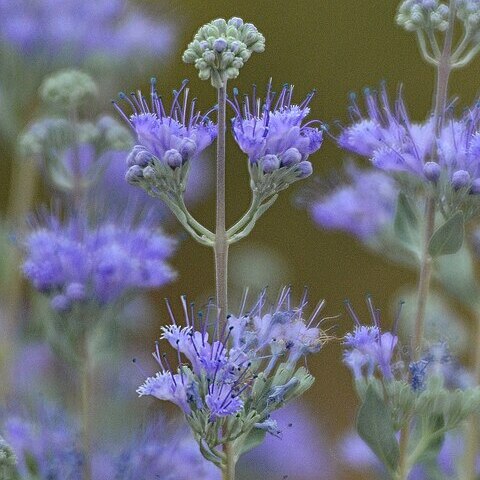 Caryopteris mongholica unspecified picture