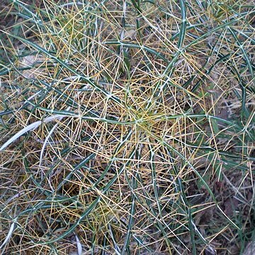 Ptilostemon leptophyllus unspecified picture