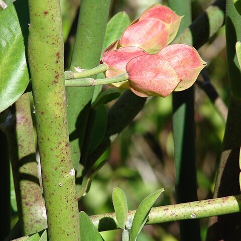 Euphorbia bracteata unspecified picture