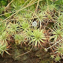 Eriocaulon compressum unspecified picture