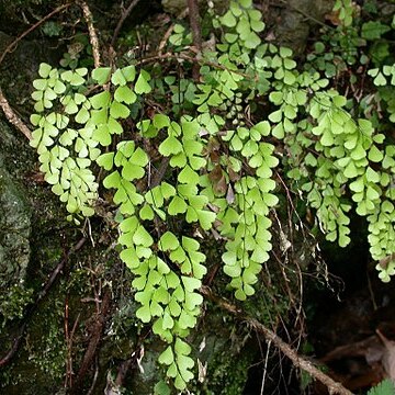 Adiantum monochlamys unspecified picture