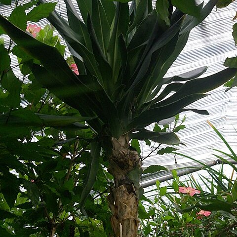 Dracaena bueana unspecified picture