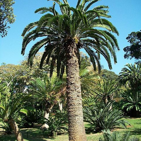 Encephalartos woodii unspecified picture