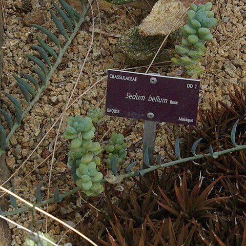 Sedum bellum unspecified picture