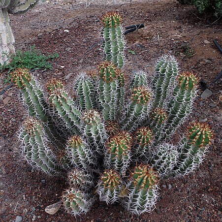 Euphorbia avasmontana unspecified picture