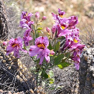 Alstroemeria philippii unspecified picture