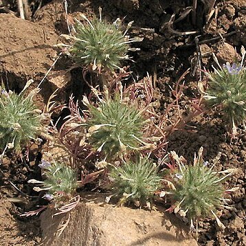 Navarretia pubescens unspecified picture