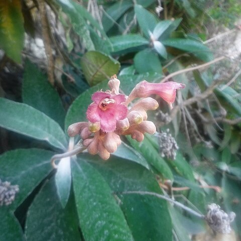 Rhytidophyllum leucomallon unspecified picture