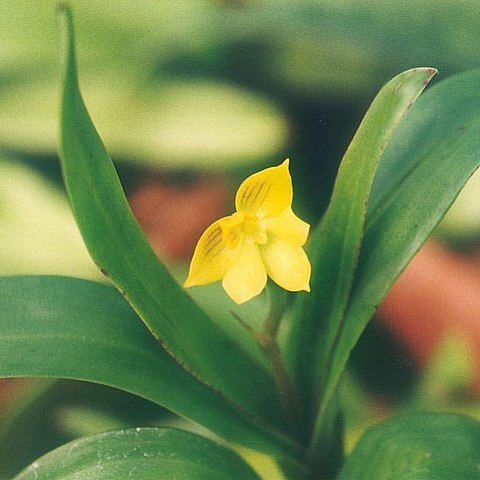 Polystachya pubescens unspecified picture