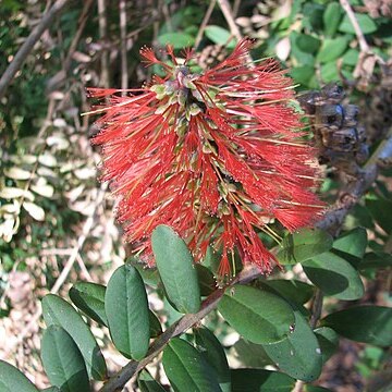 Melaleuca hypericifolia unspecified picture