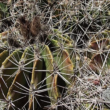 Ferocactus flavovirens unspecified picture