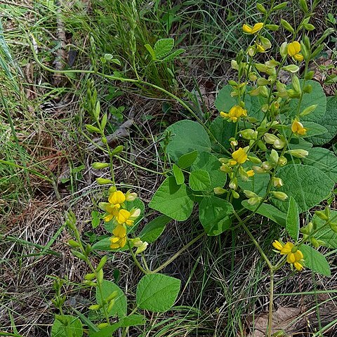 Rhynchosia latifolia unspecified picture