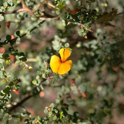 Pultenaea patellifolia unspecified picture