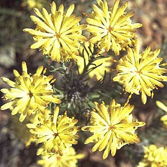 Petrophile brevifolia unspecified picture