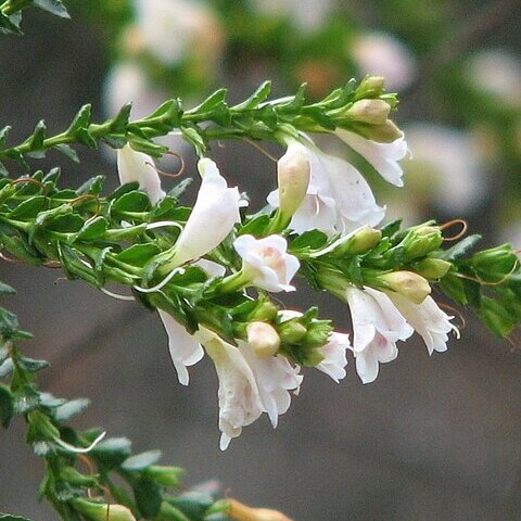 Eremophila brevifolia unspecified picture