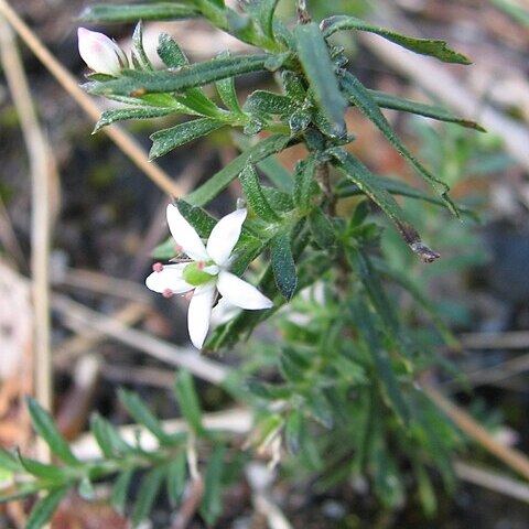 Rhytidosporum unspecified picture