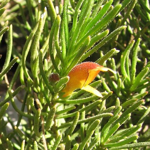 Eremophila subteretifolia unspecified picture