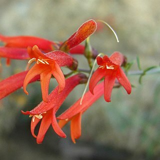 Keckiella ternata unspecified picture