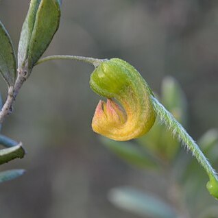 Grevillea montana unspecified picture