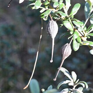 Grevillea montana unspecified picture