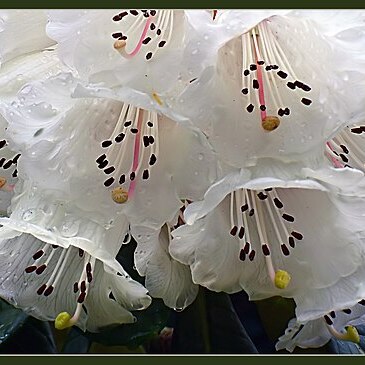 Rhododendron praestans unspecified picture