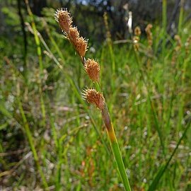 Eurychorda complanata unspecified picture