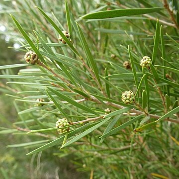 Melaleuca croxfordiae unspecified picture