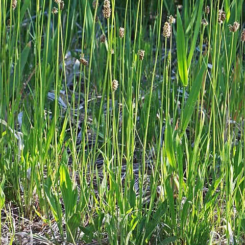 Plantago tweedyi unspecified picture