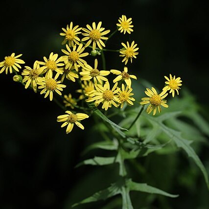 Nemosenecio nikoensis unspecified picture