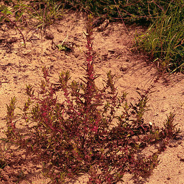 Acalypha gracilens unspecified picture